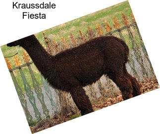 Kraussdale Fiesta