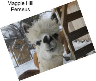 Magpie Hill Perseus