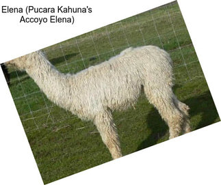 Elena (Pucara Kahuna\'s Accoyo Elena)