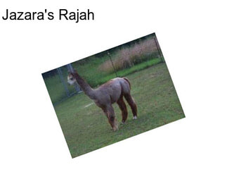 Jazara\'s Rajah