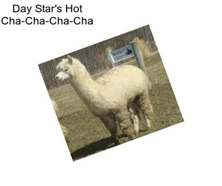 Day Star\'s Hot Cha-Cha-Cha-Cha