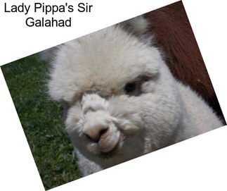 Lady Pippa\'s Sir Galahad