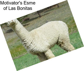 Motivator\'s Esme of Las Bonitas