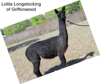 Lolita Longstocking of Griffonwood