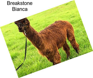 Breakstone Bianca