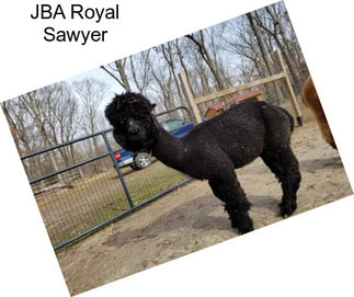 JBA Royal Sawyer