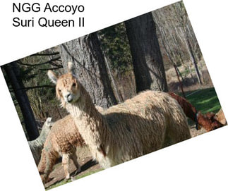 NGG Accoyo Suri Queen II