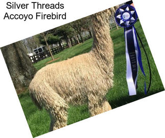 Silver Threads Accoyo Firebird
