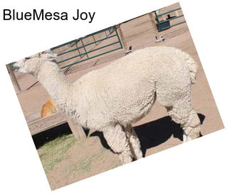 BlueMesa Joy