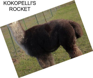 KOKOPELLI\'S ROCKET