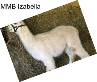 MMB Izabella