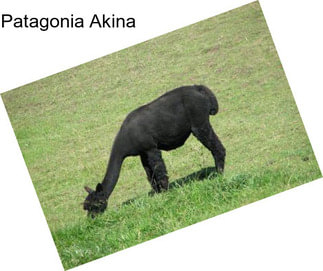 Patagonia Akina