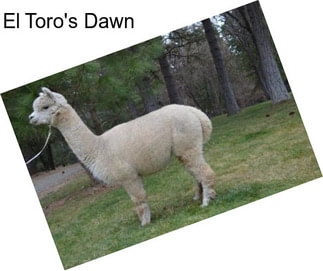 El Toro\'s Dawn