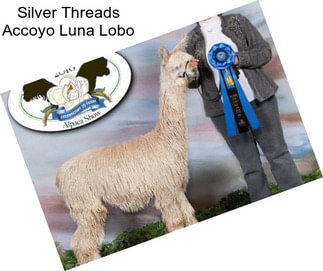 Silver Threads Accoyo Luna Lobo