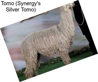 Tomo (Synergy\'s Silver Tomo)