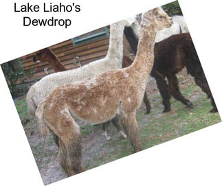 Lake Liaho\'s Dewdrop