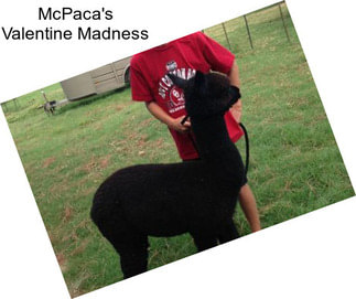 McPaca\'s Valentine Madness