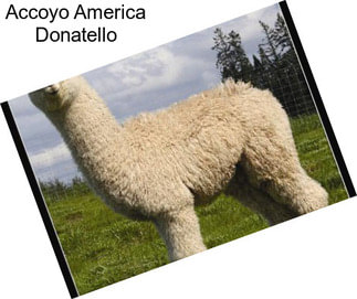 Accoyo America Donatello