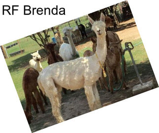 RF Brenda