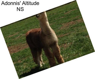 Adonnis\' Altitude NS