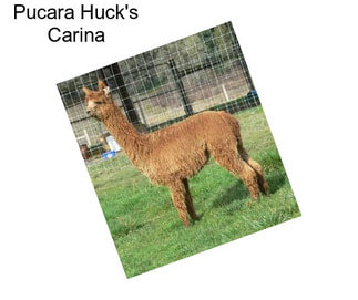 Pucara Huck\'s Carina