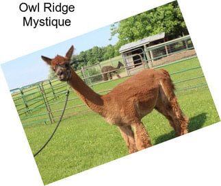 Owl Ridge Mystique