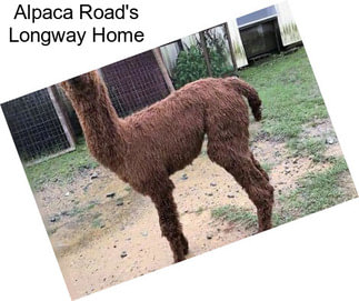 Alpaca Road\'s Longway Home