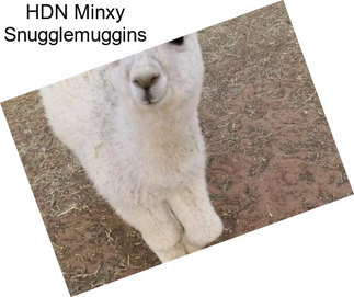 HDN Minxy Snugglemuggins