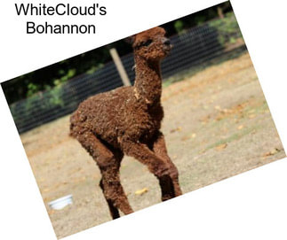 WhiteCloud\'s Bohannon