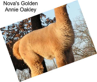 Nova\'s Golden Annie Oakley