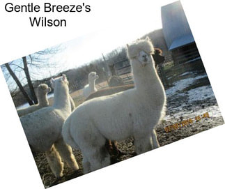 Gentle Breeze\'s Wilson