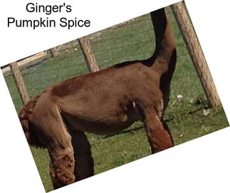 Ginger\'s Pumpkin Spice