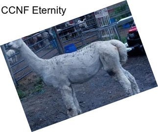 CCNF Eternity