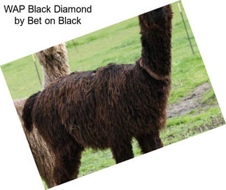 WAP Black Diamond by Bet on Black