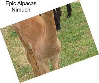 Epic Alpacas Nimueh