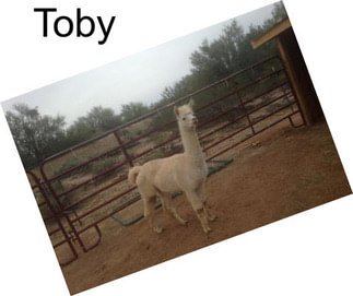 Toby