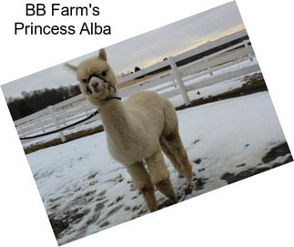 BB Farm\'s Princess Alba