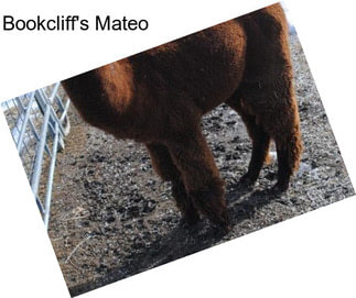 Bookcliff\'s Mateo