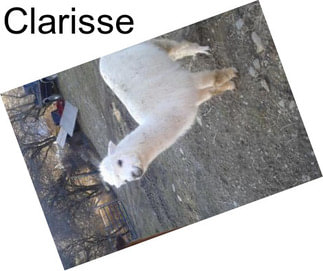 Clarisse