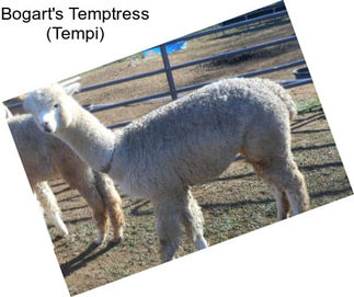 Bogart\'s Temptress (Tempi)