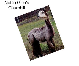 Noble Glen\'s Churchill