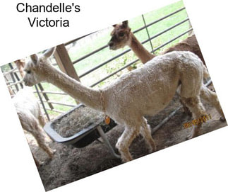 Chandelle\'s Victoria