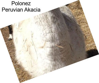 Polonez Peruvian Akacia