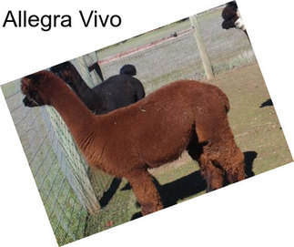 Allegra Vivo