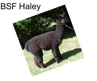 BSF Haley