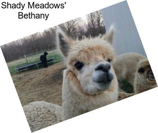 Shady Meadows\' Bethany