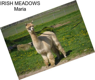 IRISH MEADOWS Maria