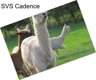 SVS Cadence