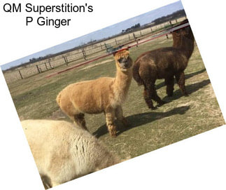 QM Superstition\'s P Ginger