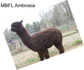 MBFL Ambrosia